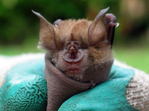 Picture 7 of Rare bat species in Africa
