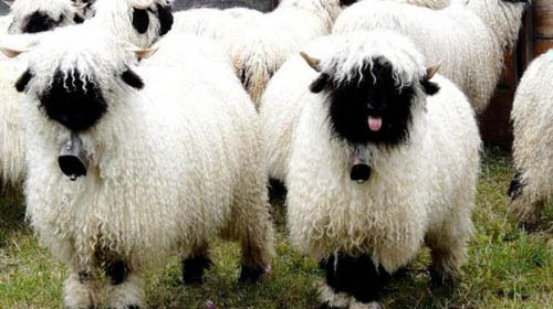 Picture 1 of Rare black nose sheep in Switzerland