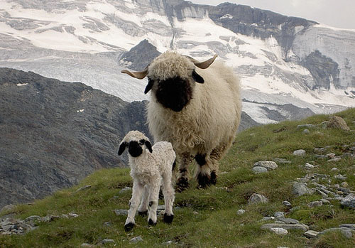 Picture 5 of Rare black nose sheep in Switzerland