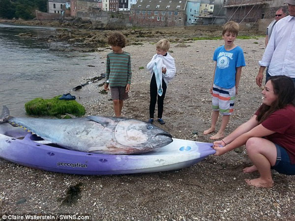 Picture 1 of Rare bluefin tuna appears in the UK