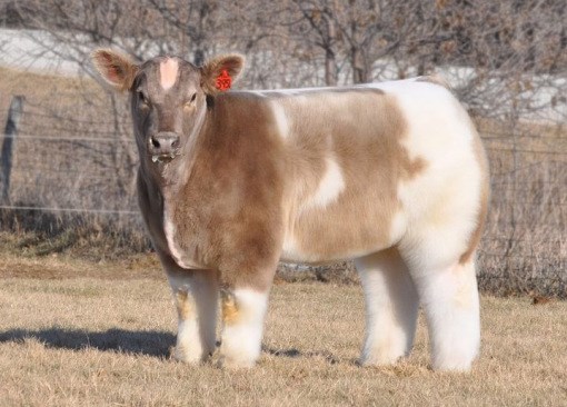 Picture 10 of Rare breeds are both strange and strange