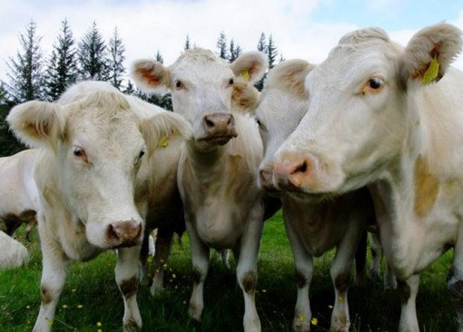 Picture 2 of Rare breeds are both strange and strange