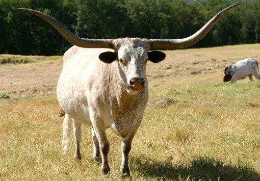 Picture 4 of Rare breeds are both strange and strange