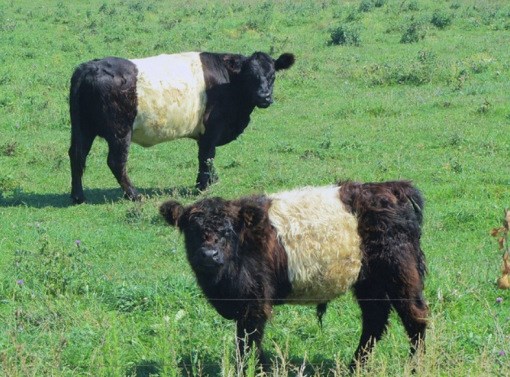 Picture 5 of Rare breeds are both strange and strange