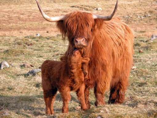 Picture 6 of Rare breeds are both strange and strange