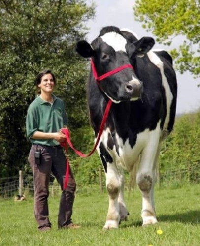Picture 8 of Rare breeds are both strange and strange