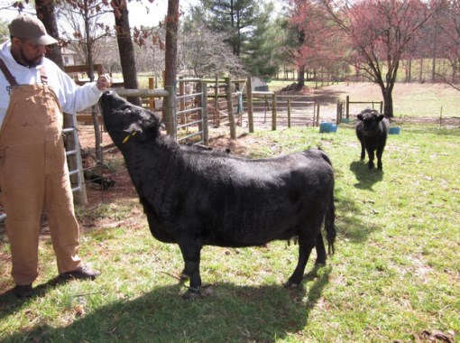 Picture 9 of Rare breeds are both strange and strange