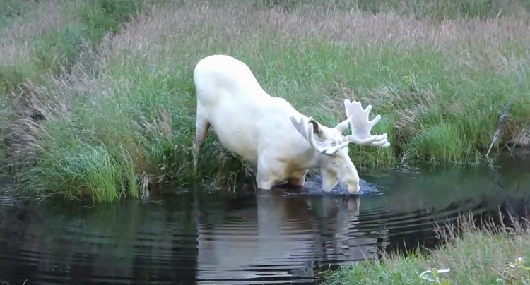 Picture 1 of Rare elk has white fur