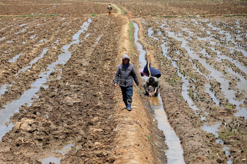 Picture 1 of Rare image of agriculture in Korea