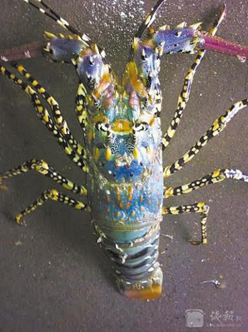 Picture 1 of Rare lobster lobster rarely reaches Chinese fishermen's net