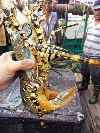Picture 2 of Rare lobster lobster rarely reaches Chinese fishermen's net