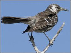 Picture 1 of Rare mockingbirds