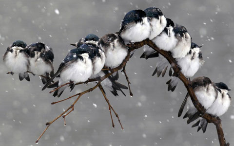 Picture 11 of Rare moments of animals
