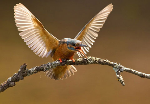 Picture 9 of Rare moments of animals