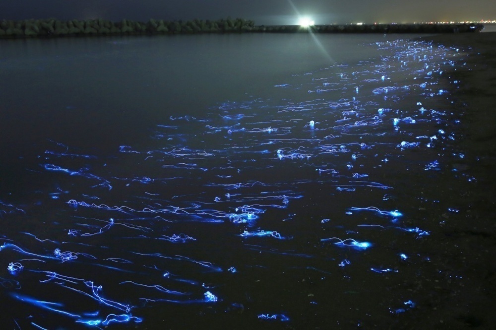 Picture 13 of Rare moments show that life has more strange things than novels