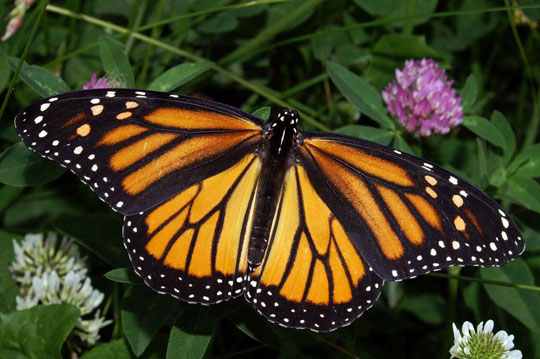 Picture 1 of Rare Monarch butterflies have new housing in Mexico