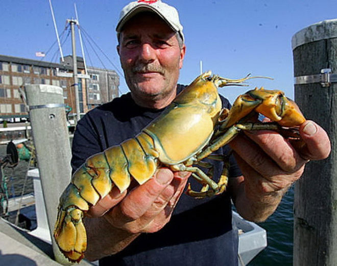 Picture 13 of Rare 'mutant' animals