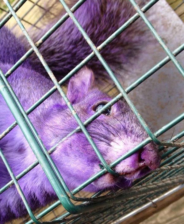 Picture 14 of Rare 'mutant' animals