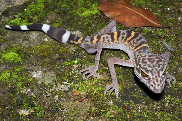 Picture 15 of Rare 'mutant' animals