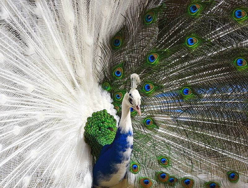 Picture 5 of Rare 'mutant' animals
