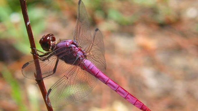 Picture 6 of Rare 'mutant' animals