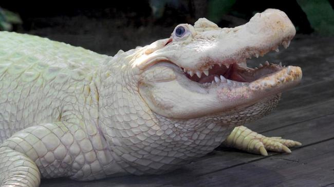Picture 7 of Rare 'mutant' animals
