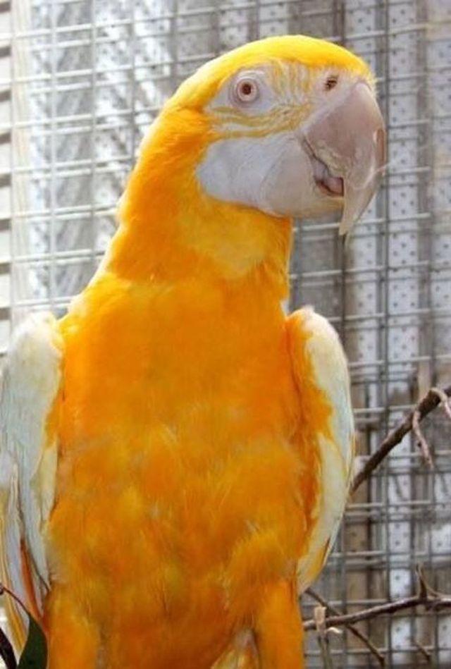 Picture 8 of Rare 'mutant' animals