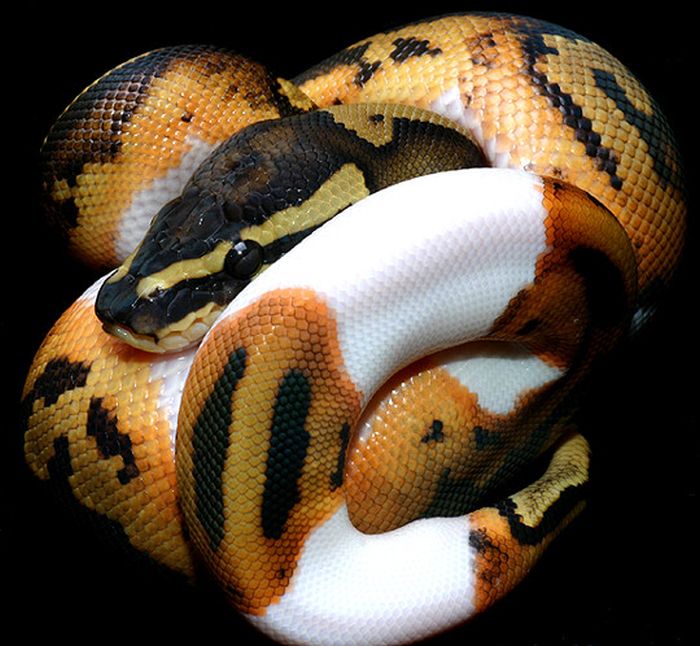 Picture 9 of Rare 'mutant' animals