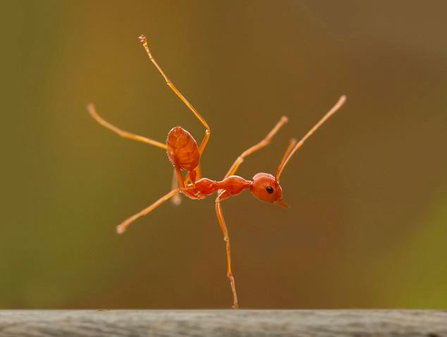 Picture 1 of Rare photos: Fire ants stand with one leg