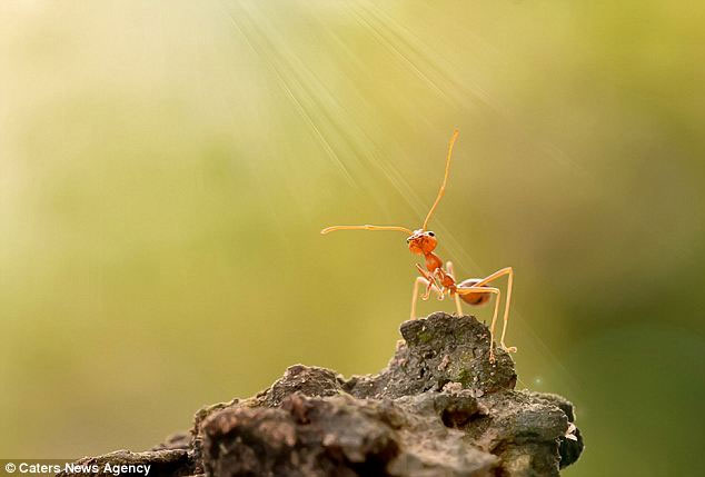 Picture 2 of Rare photos: Fire ants stand with one leg