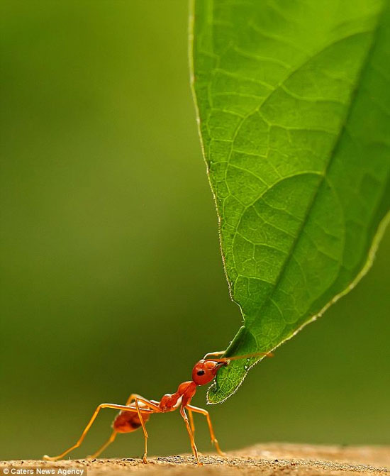 Picture 3 of Rare photos: Fire ants stand with one leg