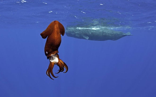 Picture 8 of Rare photos of sperm whales