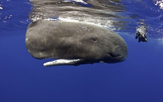 Picture 9 of Rare photos of sperm whales