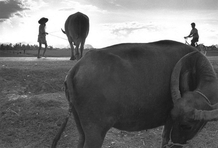 Picture 4 of Rare picture of life in rural Vietnam in 1993 (Part 1)