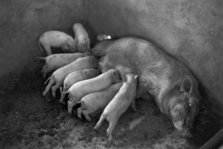 Picture 5 of Rare picture of life in rural Vietnam in 1993 (Part 1)