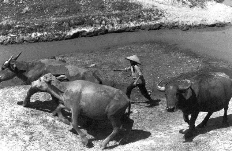 Picture 6 of Rare picture of life in rural Vietnam in 1993 (Part 2)