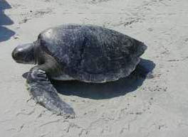 Picture 1 of Rare precious turtles lay eggs