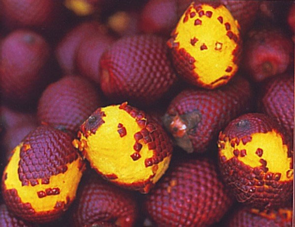 Picture 1 of 'Rare rare summer fruits'