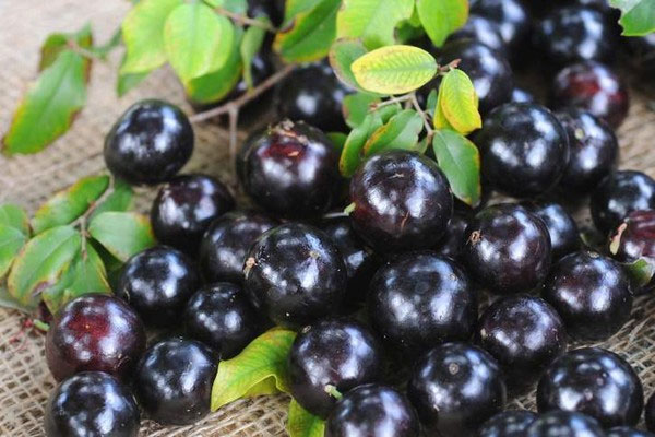 Picture 3 of 'Rare rare summer fruits'