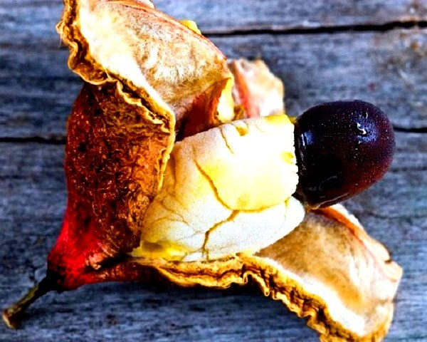 Picture 8 of 'Rare rare summer fruits'