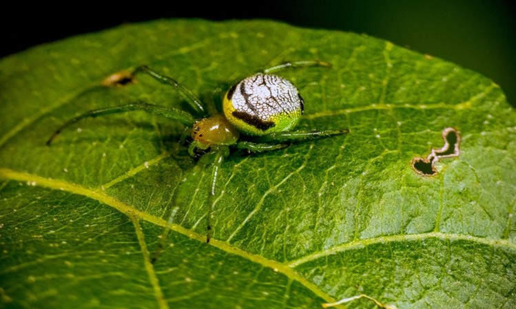 Picture 1 of Rare spiders with the same buttocks as aliens