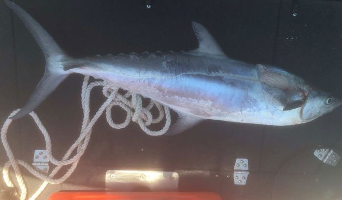 Picture 1 of Rare story: Fish jump on a boat, swerve a fisherman in Australia