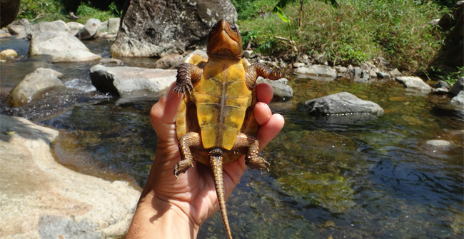 Picture 1 of Rare turtle species in Vietnam: Do not retract the neck but can climb a tree