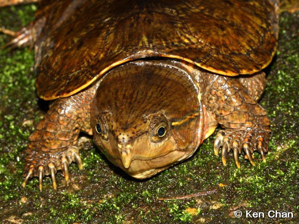 Rare turtle species in Vietnam: Do not retract the neck but can climb a ...