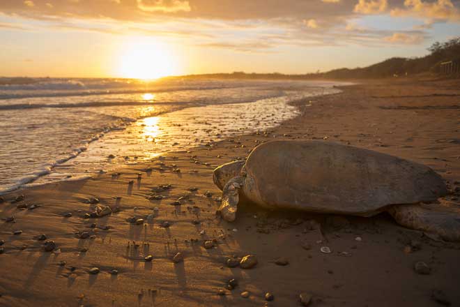 Picture 1 of Rare turtles were first born after more than 100 years