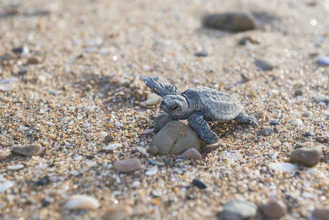 Picture 3 of Rare turtles were first born after more than 100 years