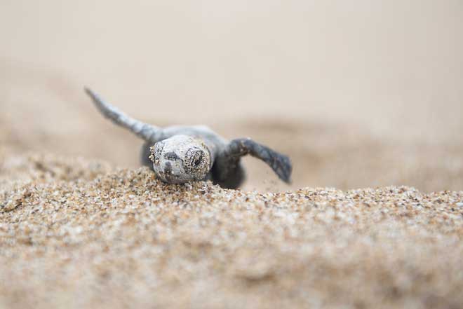Picture 4 of Rare turtles were first born after more than 100 years