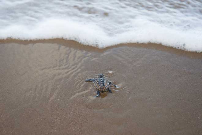 Picture 6 of Rare turtles were first born after more than 100 years
