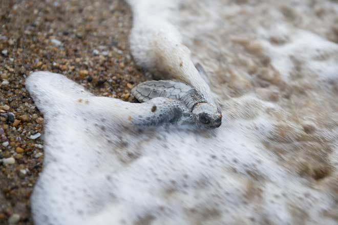 Picture 7 of Rare turtles were first born after more than 100 years