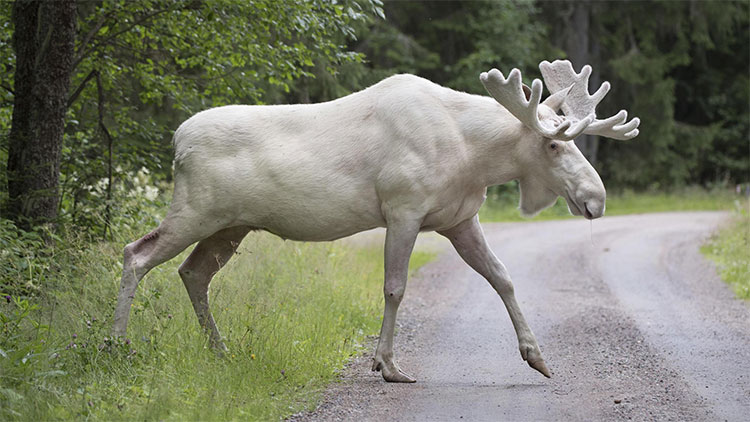 Picture 1 of Rare white elk cross the Canadian highway
